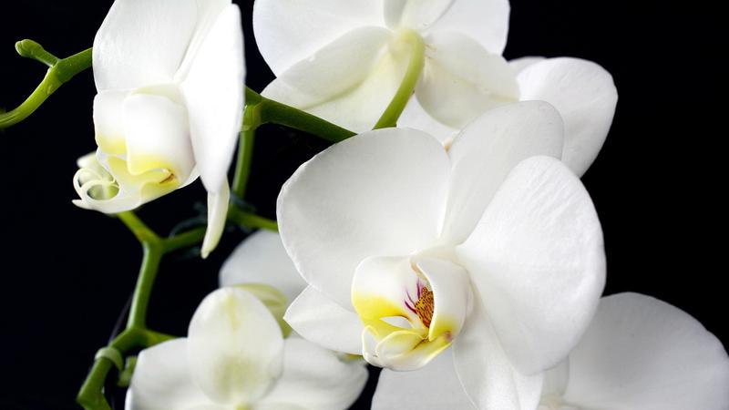 Anggrek dalam Budaya dan Tradisi