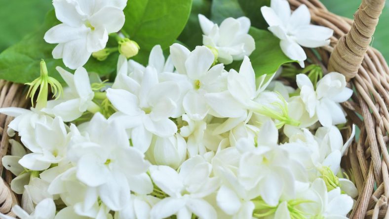 Sejarah Bunga Melati: Asal-usul dan Maknanya