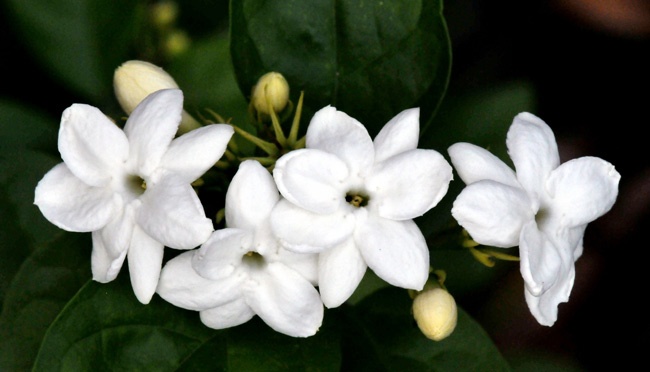 Melati dan Penggunaan Aromaterapi Tradisional