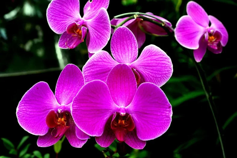 Ragam Anggrek di Dunia dan Keunikannya