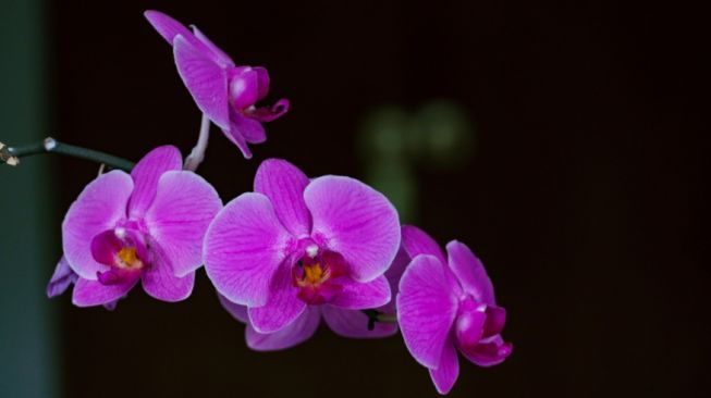 Anggrek dan Manfaat Aromaterapi