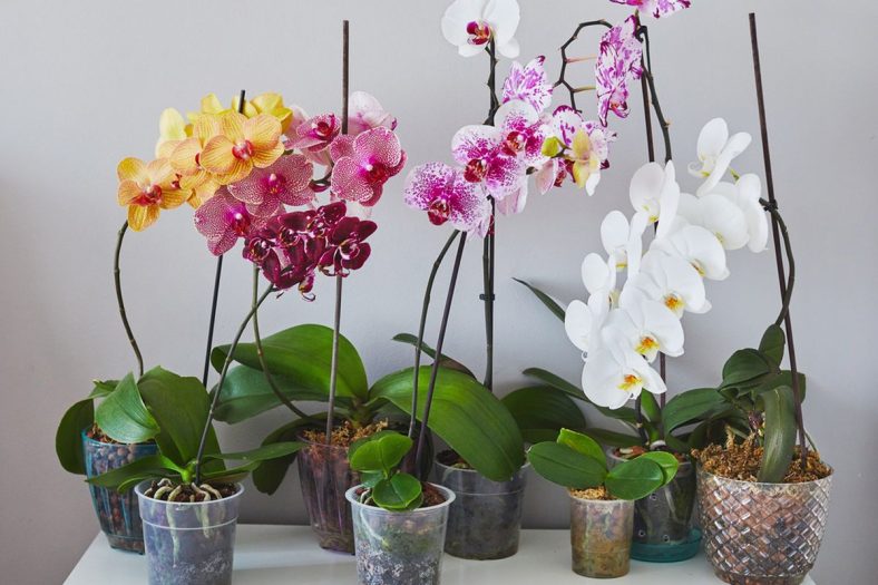 teknik-budidaya-anggrek-untuk-pemula