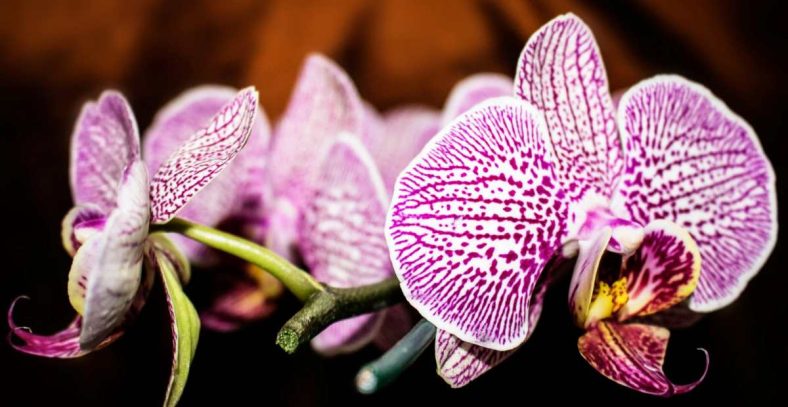 Anggrek dan Ragam Varietas Populer