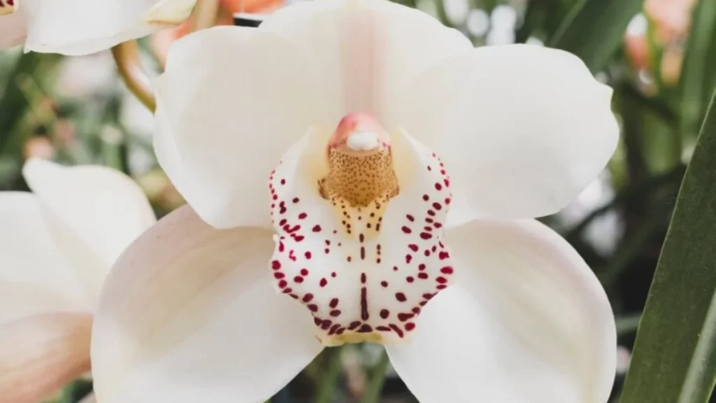 Ragam Anggrek Langka dan Koleksinya