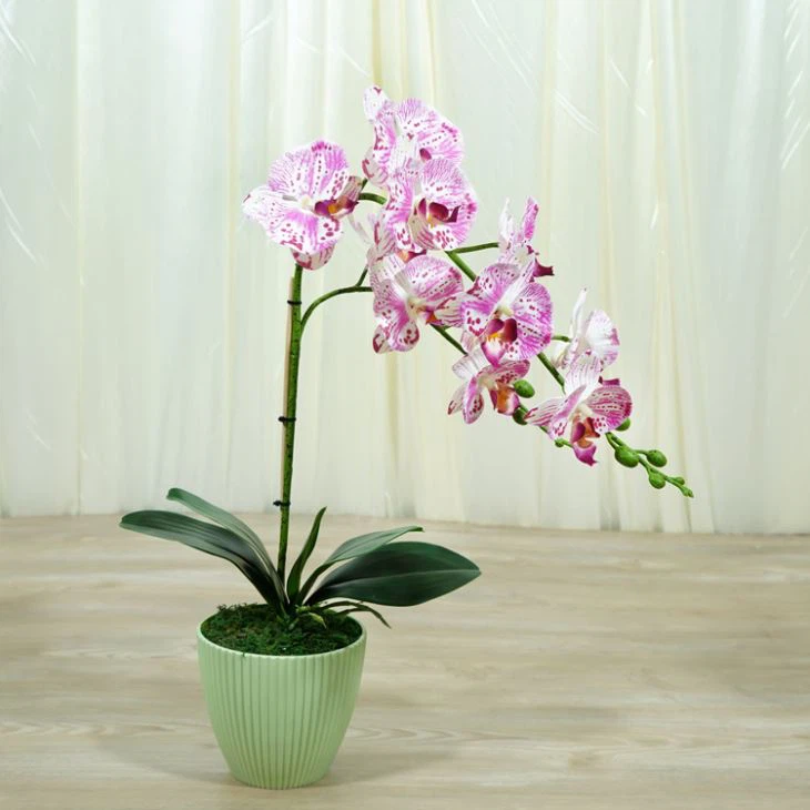 Anggrek dalam Seni dan Dekorasi