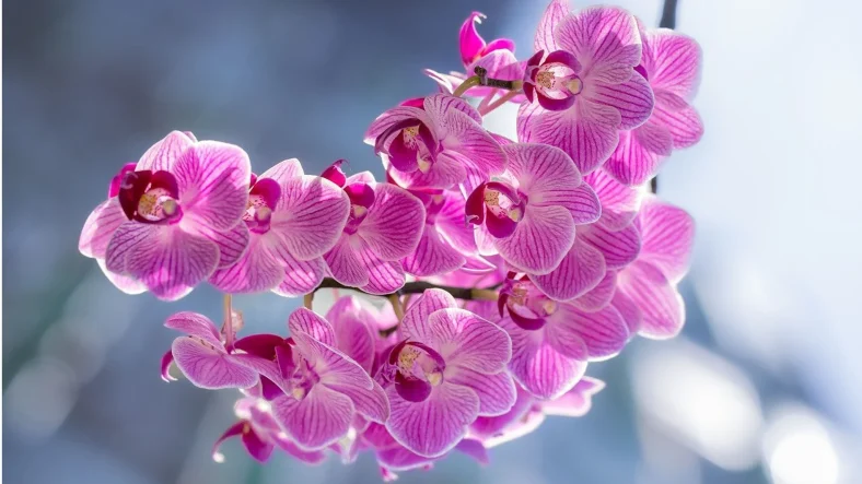 Sejarah Anggrek dan Nilai Budayanya