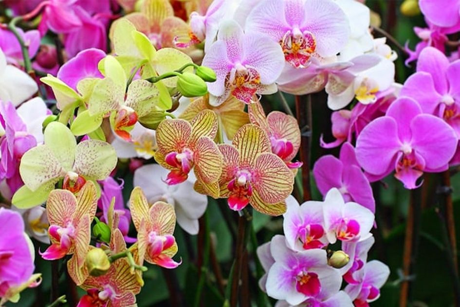 Anggrek: Keindahan dan Ragamnya di Dunia Tanaman Hias