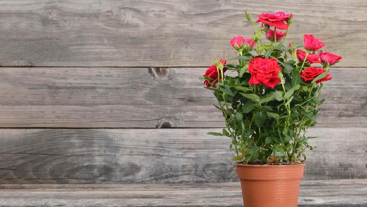 Mawar Langka: Keunikan dan Koleksi Eksklusif