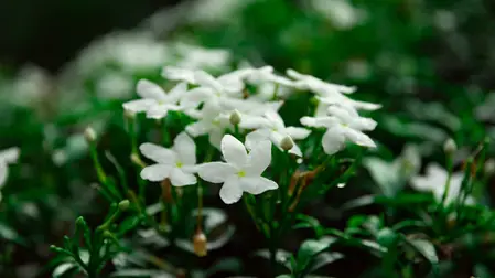 Melati dan Tradisi Pernikahan di Asia