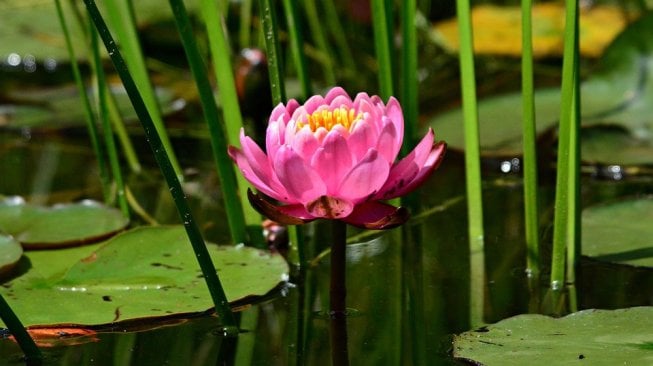 Makna Filosofis Bunga Teratai dalam Berbagai Budaya Dunia