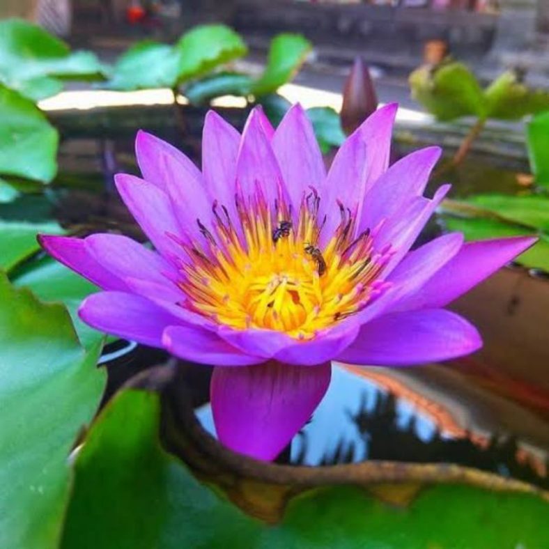 Makna Filosofis Bunga Mawar dalam Tradisi Cinta